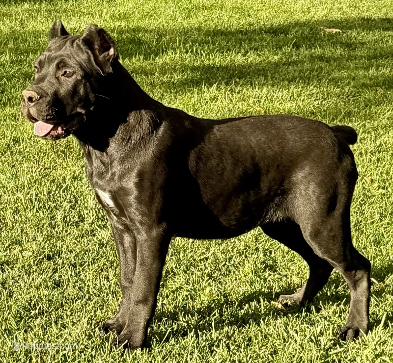 Harlow – Cane Corso puppy for sale in Longmont, CO