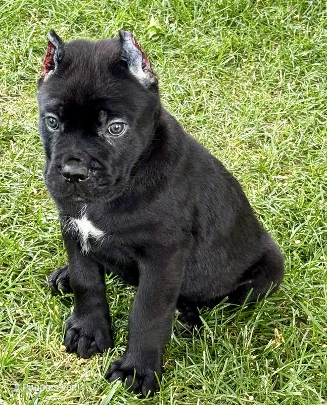 Hagrid – Cane Corso puppy for sale in Longmont, CO