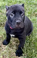 Harlow, a female Cane Corso for sale in Longmont, CO – 9 of 10