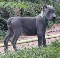 Marvel, a female Cane Corso for sale in Longmont, CO – 5 of 10