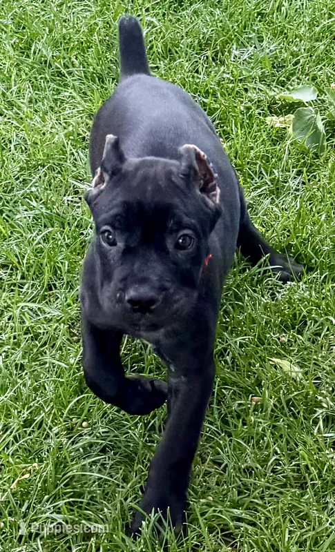Ultra – Cane Corso puppy for sale in Longmont, CO