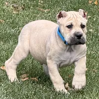 Von, a male Cane Corso for sale in Longmont, CO – 2 of 10