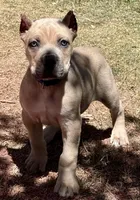 Fletcher, a male Cane Corso for sale in Longmont, CO – Photo 4 of 6