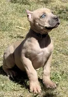 Fletcher, a male Cane Corso for sale in Longmont, CO – Photo 6 of 6