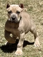 Fletcher, a male Cane Corso for sale in Longmont, CO – Photo 2 of 6