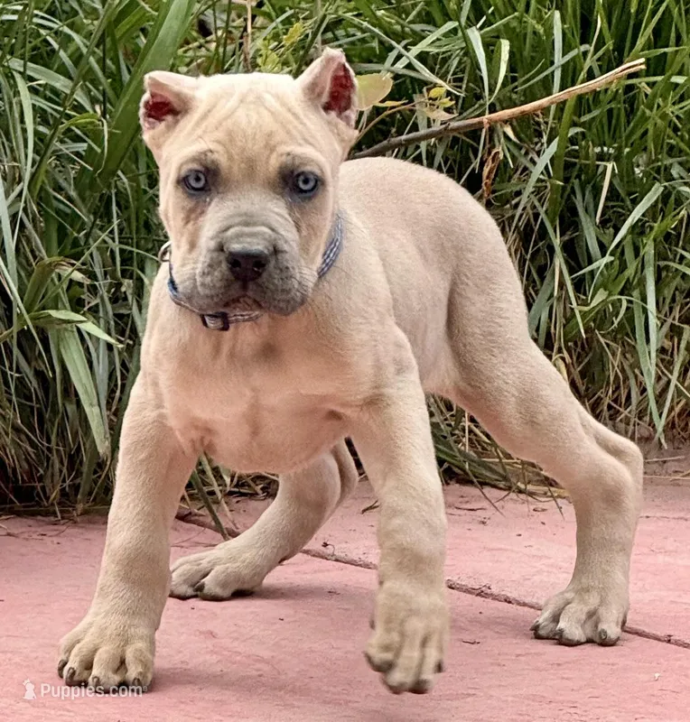 Fletcher – Cane Corso puppy for sale in Longmont, CO
