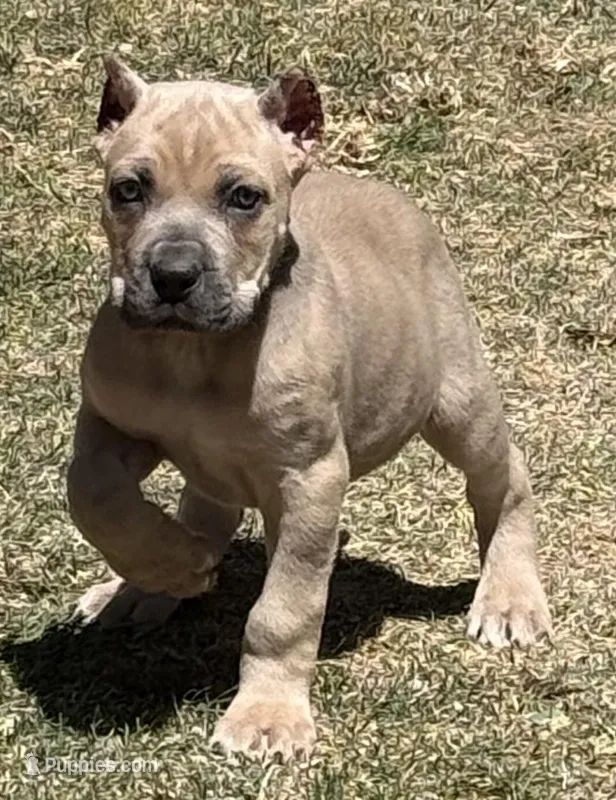 Fletcher – Cane Corso puppy for sale in Longmont, CO