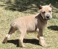 Fletcher, a male Cane Corso for sale in Longmont, CO – Photo 3 of 6