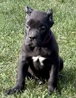 Midnight, a female Cane Corso for sale in Longmont, CO – 9 of 9