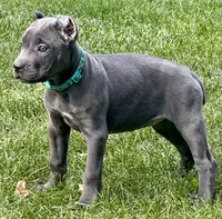 Marvel, a female Cane Corso for sale in Longmont, CO – 6 of 10