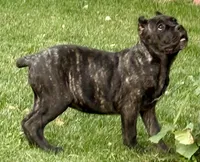 Grazie, a male Cane Corso for sale in Longmont, CO – 9 of 10
