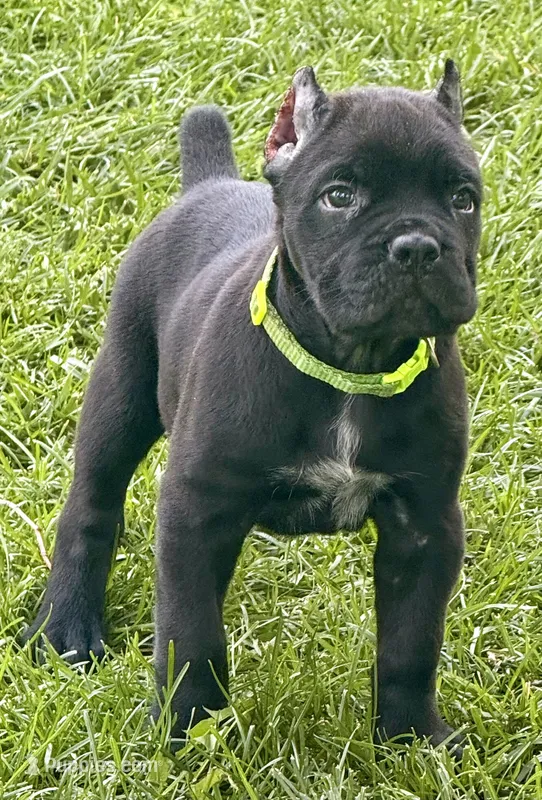 Hannah – Cane Corso puppy for sale in Longmont, CO