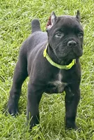 Hannah, a female Cane Corso for sale in Longmont, CO – 2 of 10