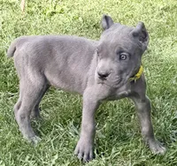 Muffin, a female Cane Corso for sale in Longmont, CO – 5 of 10