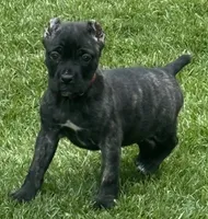 Grazie, a male Cane Corso for sale in Longmont, CO – 4 of 6