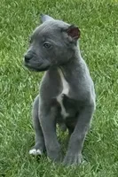 Groot, a male Cane Corso for sale in Longmont, CO – 2 of 6