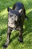 Harlow, a female Cane Corso for sale in Longmont, CO – 8 of 10