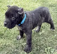 Maynard, a male Cane Corso for sale in Longmont, CO – 5 of 10