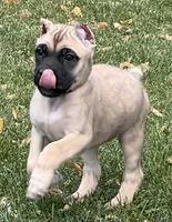 Venus, a female Cane Corso for sale in Longmont, CO – 6 of 10