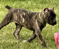 Marbles, a female Cane Corso for sale in Longmont, CO – 2 of 10