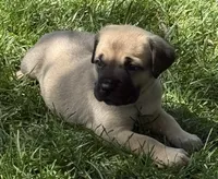Hunter, a male Cane Corso for sale in Longmont, CO – 8 of 9