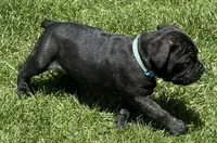 Hercules, a male Cane Corso for sale in Longmont, CO – 6 of 10