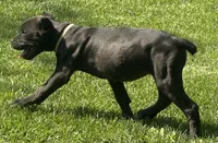 Nola, a female Cane Corso for sale in Longmont, CO – 6 of 10