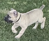 Hunter, a male Cane Corso for sale in Longmont, CO – 3 of 10