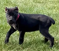 Monarch, a female Cane Corso for sale in Longmont, CO – 3 of 10