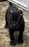 Nacho, a male Cane Corso for sale in Longmont, CO – 3 of 10