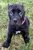 Harlow, a female Cane Corso for sale in Longmont, CO – 10 of 10