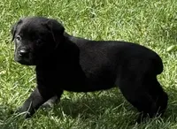 Harlow, a female Cane Corso for sale in Longmont, CO – 7 of 9