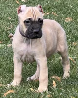 Vesta, a female Cane Corso for sale in Longmont, CO – 7 of 10