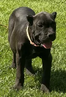 Nola, a female Cane Corso for sale in Longmont, CO – 4 of 10