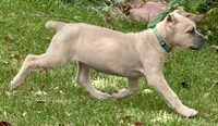 Vanity, a female Cane Corso for sale in Longmont, CO – 7 of 10