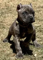 Flynn, a male Cane Corso for sale in Longmont, CO – Photo 4 of 6