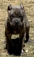 Flynn, a male Cane Corso for sale in Longmont, CO – Photo 2 of 6