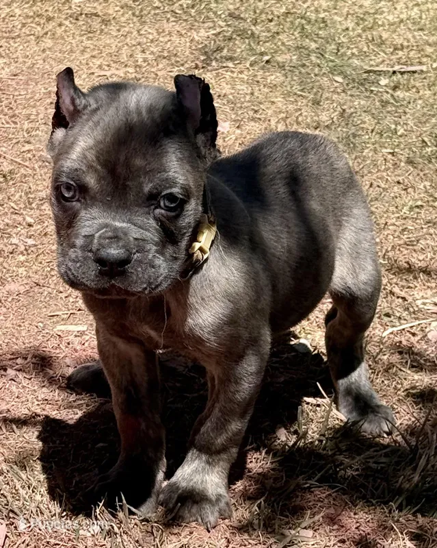 Flynn – Cane Corso puppy for sale in Longmont, CO