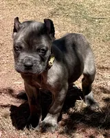 Flynn, a male Cane Corso for sale in Longmont, CO – Photo 1 of 6