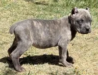 Flynn, a male Cane Corso for sale in Longmont, CO – Photo 3 of 6