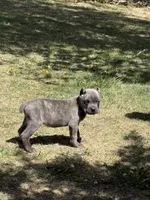 Flynn, a male Cane Corso for sale in Longmont, CO – Photo 6 of 6