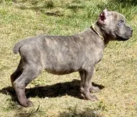 Flynn, a male Cane Corso for sale in Longmont, CO – Photo 5 of 6