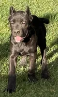 Ultra, a female Cane Corso for sale in Longmont, CO – 10 of 10