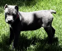 Niomi, a female Cane Corso for sale in Longmont, CO – 5 of 10