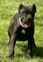 Nola, a female Cane Corso for sale in Longmont, CO – 10 of 10