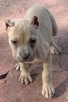 Violet, a female Cane Corso for sale in Longmont, CO – 7 of 10