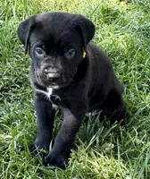 Hazel, a female Cane Corso for sale in Longmont, CO – 7 of 10