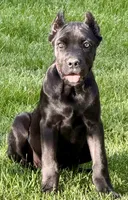 Ultra, a female Cane Corso for sale in Longmont, CO – 4 of 10