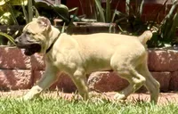 Hunter, a male Cane Corso for sale in Longmont, CO – 6 of 10