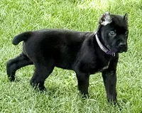 Harper, a female Cane Corso for sale in Longmont, CO – 8 of 10